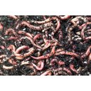 Riesen-Rotwürmer (Dendrobena) Groß, 1000g (ca.630 Stück)